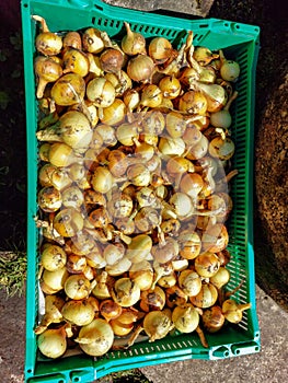 Ripe, organic grown golden onions harvested in summer. Close-up of organically grown onions in a plastic box