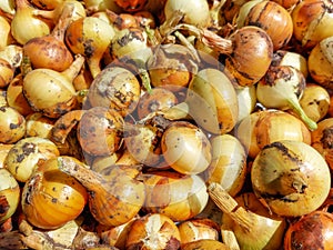 Ripe, organic grown golden onions harvested in summer. Close-up of organically grown onions in a plastic box