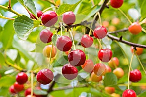 Ripe organic homegrown cherries