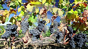 Ripe Organic Merlot Grape Vineyard Okanagan Valley