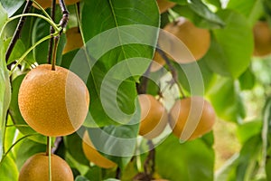 Ripe organic nashi pear hanging on pear tree with blurred background and copy space