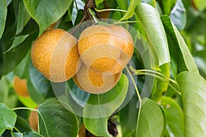 Ripe organic nashi pears hanging on nashi pear tree