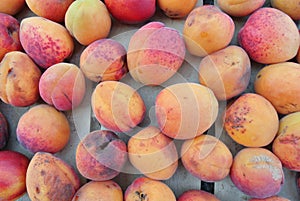 Ripe organic orange apricots packed in a wooden crate
