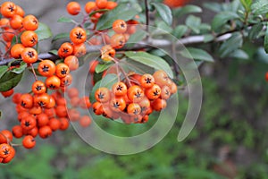 Ripe organic orange sea buckthorn berries. Agriculture.