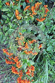 Ripe organic orange sea buckthorn berries. Agriculture.