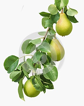 Ripe organic pears on branch with leaves isolated on white background