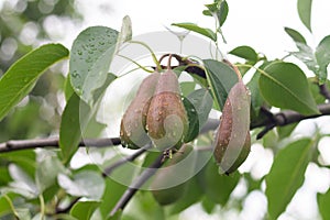 Ripe organic pears hanging on tree in summer orchard
