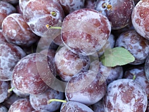 Ripe organic plums on the farmers market. Close-up plum background. Healthy vegan food