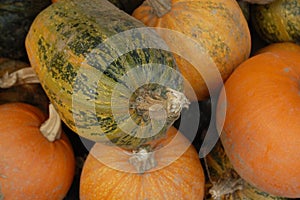 Ripe organic pumpkins