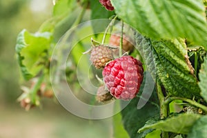 Ripe organic raspberry, growing on a branch.