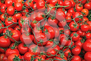 The ripe organic red bunch tomatoes.