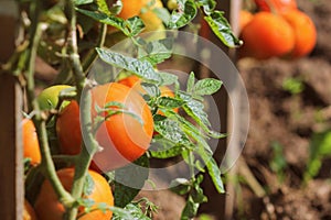 Ripe organic red tomatoes in garden ready to harvest