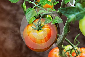 Ripe organic red tomatoes in garden ready to harvest