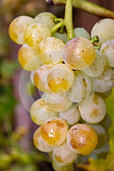 Ripe organic riesling wine grapes close up hanging op grape plant, harvest on vineyards in Germany, making of white dry wines