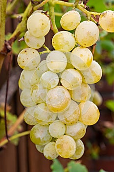 Ripe organic riesling wine grapes close up hanging op grape plant, harvest on vineyards in Germany, making of white dry wines