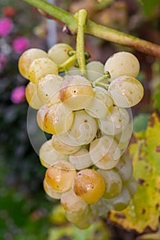 Ripe organic riesling wine grapes close up hanging op grape plant, harvest on vineyards in Germany, making of white dry wines