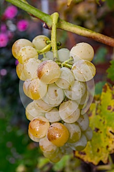 Ripe organic riesling wine grapes close up hanging op grape plant, harvest on vineyards in Germany, making of white dry wines