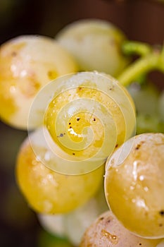 Ripe organic riesling wine grapes close up hanging op grape plant, harvest on vineyards in Germany, making of white dry wines