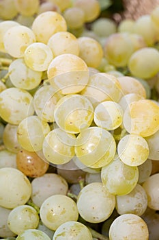 Ripe organic riesling wine grapes close up, harvest on vineyards in Germany, making of white dry wines