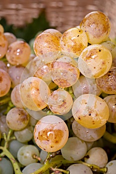 Ripe organic riesling wine grapes close up, harvest on vineyards in Germany, making of white dry wines