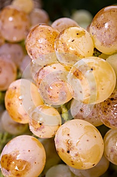 Ripe organic riesling wine grapes close up, harvest on vineyards in Germany, making of white dry wines