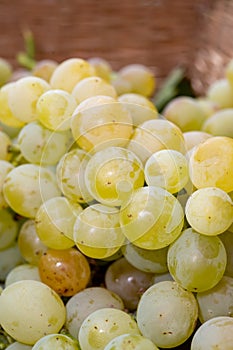 Ripe organic riesling wine grapes close up, harvest on vineyards in Germany, making of white dry wines