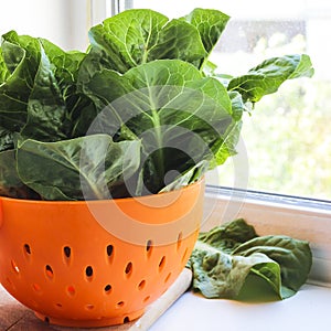 Ripe organic romaine lettuce