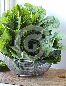 Ripe organic romaine lettuce