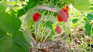 Ripe organic strawberry bush in the garden close up