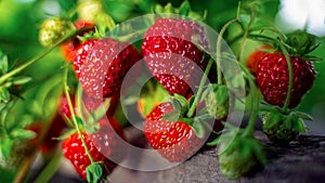 Ripe organic strawberry bush in the garden close up