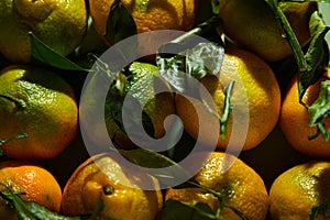 Ripe organic tangerines with leaves in wooden box in bright sunlight with copy space. Natural tropical fruit concept image