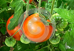 Ripe organic tomato plant growing in garden