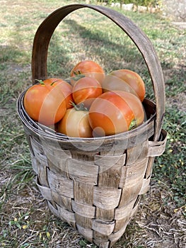 Ripe and organic tomatoes in a basket