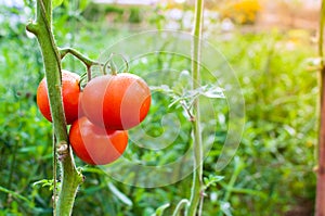 Ripe organic tomatoes in garden ready to harvest