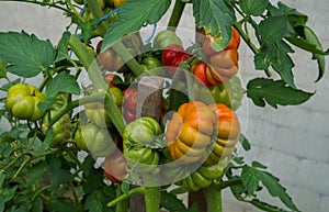 Ripe organic tomatoes in garden ready to harvest