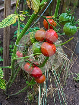 Ripe organic tomatoes in garden ready to harvest