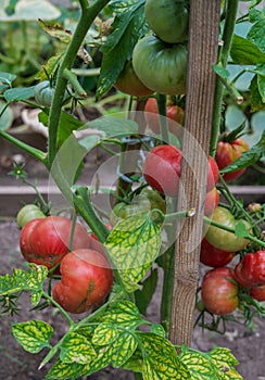 Ripe organic tomatoes in garden ready to harvest