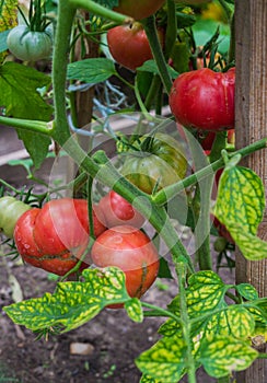 Ripe organic tomatoes in garden ready to harvest