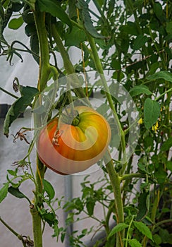 Ripe organic tomatoes in garden ready to harvest