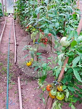 Ripe organic tomatoes in garden ready to harvest