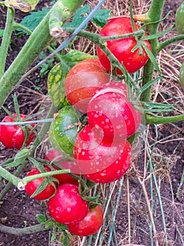 Ripe organic tomatoes in garden ready to harvest