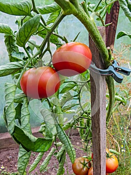 Ripe organic tomatoes in garden ready to harvest