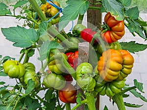 Ripe organic tomatoes in garden ready to harvest