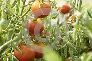 Ripe organic tomatoes in garden ready to harvest