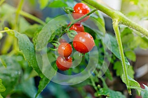 Ripe organic tomatoes in garden ready to harvest, Fresh tomatoes