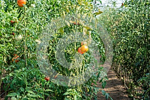 Ripe organic tomatoes in garden ready to harvest .Tomato growing in greenhouse. Bio tomatoes