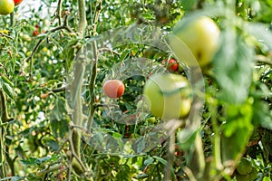 Ripe organic tomatoes in garden ready to harvest .Tomato growing in greenhouse. Bio tomatoes