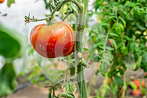 Ripe organic tomatoes in garden ready to harvest .Tomato growing in greenhouse. Bio tomatoes