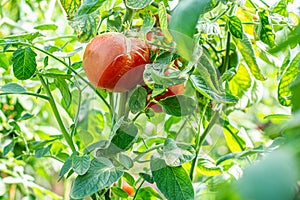 Ripe organic tomatoes in garden ready to harvest .Tomato growing in greenhouse. Bio tomatoes