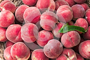 Ripe organic white flash peaches in basket with peach tree leaf